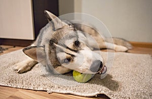 Siberian husky bite toy at home. The dog is playing with the ball photo