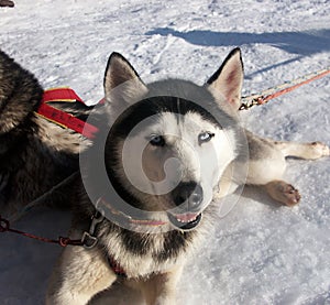 Siberian husky and blue eye