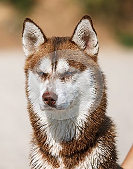 Siberian Husky with blue eye