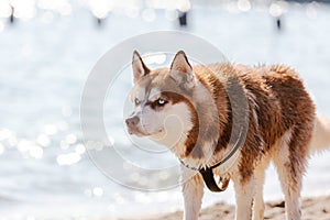 Siberian Husky with blue eye