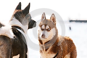 Siberian Husky with blue eye