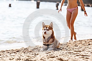 Siberian Husky with blue eye