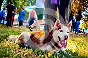 Siberian Husky with blue eye at the green grass