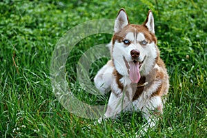 Siberian Husky with blue eye at the green grass