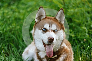 Siberian Husky with blue eye at the green grass