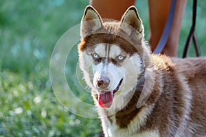 Siberian Husky with blue eye at the green grass