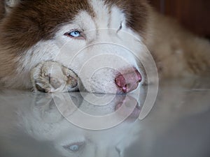 Siberian Husky Blue Eye Lying on The Floor