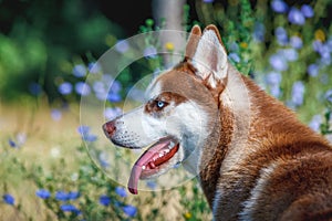 Siberian Husky with blue eye at the summer park alone