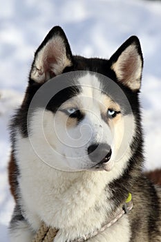 Siberian husky with blue eyes close-up