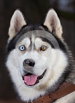 Siberian Husky with blue eyes portret