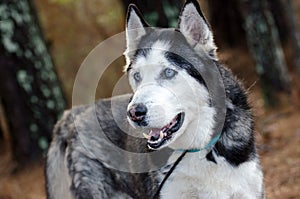 Siberian Husky with Blue Eyes