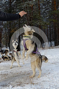 Siberian Husky breed dog begging for sweets