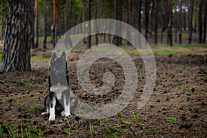 Siberian Husky breed dog in the spring forest