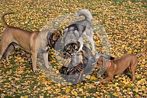 Siberian husky, bullmastiff, amstaff and multibred dog are playing in the autumn park