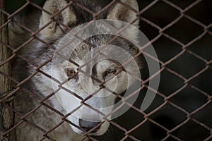 Siberian Husky in the cage with dark tone and copyspace.