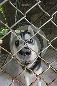 Siberian husky in a cage looking camera