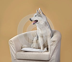 Siberian husky in chair