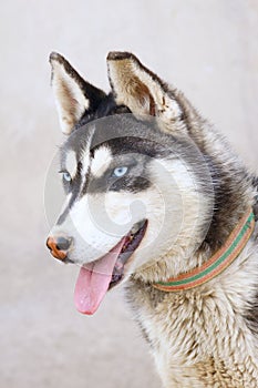 Siberian Husky