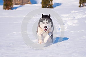 Siberian Husky conquers snowdrifts photo