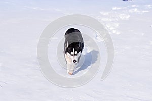 Siberian Husky conquers snowdrifts photo