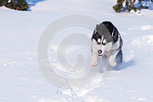 Siberian Husky conquers snowdrifts photo