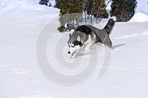 Siberian Husky conquers snowdrifts