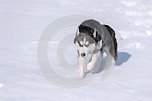 Siberian Husky conquers snowdrifts