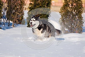 Siberian Husky conquers snowdrifts photo