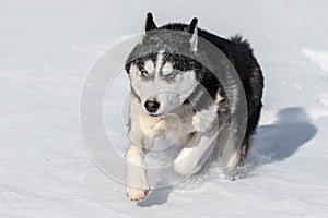 Siberian Husky conquers snowdrifts photo