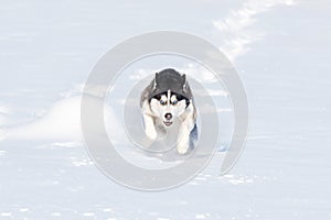 Siberian Husky conquers snowdrifts photo