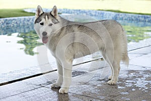 Siberian Husky Dog