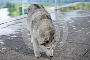 Siberian Husky Dog