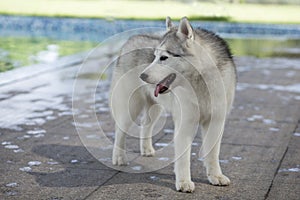 Siberian Husky Dog