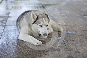 Siberian Husky Dog