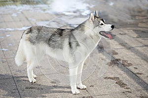 Siberian Husky Dog