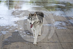 Siberian Husky Dog