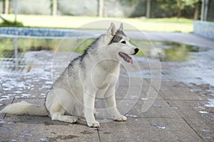 Siberian Husky Dog