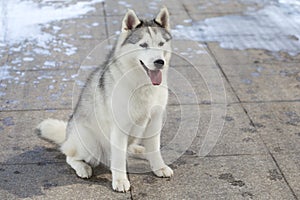 Siberian Husky Dog