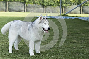 Siberian Husky Dog