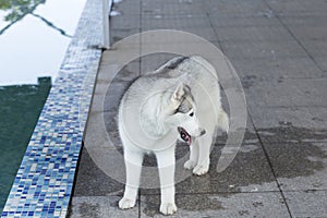 Siberian Husky Dog