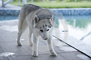 Siberian Husky Dog