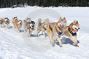 Siberian husky dog photo