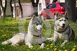 Siberian Husky dog