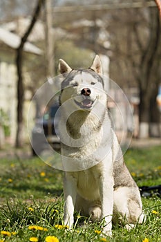 Siberian Husky dog