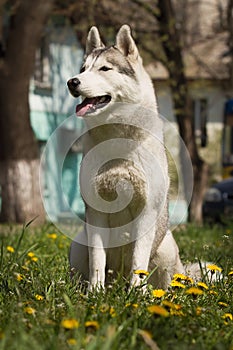 Siberian Husky dog