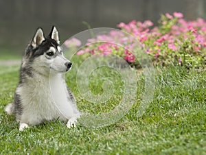 Siberian husky dog