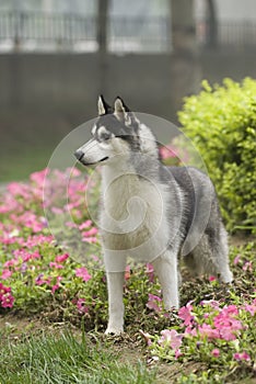 Siberian husky dog