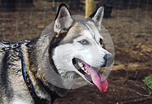 Siberian husky dog