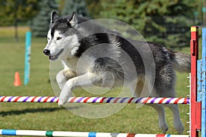 Siberian Husky at a Dog Agility Trial