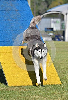 Siberian Husky at Dog Agility Trial